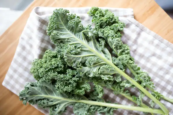 Des feuilles de chou kale frisé, d'un vert profond, reposent sur un torchon à carreaux. Attention, ce légume peut contenir des dangers pour certains.