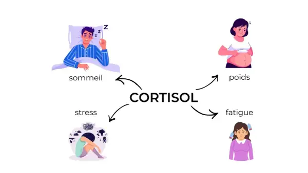 Le cortisol, lié au stress, affecte le sommeil, le poids, et cause fatigue et anxiété.