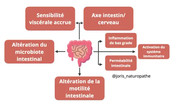 Schéma des facteurs liés à l'intestin irritable : sensibilité accrue, axe intestin-cerveau, altération du microbiote, inflammation, perméabilité intestinale et système immunitaire.