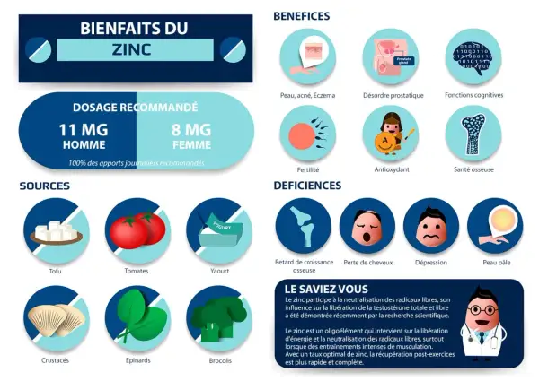 Le zinc est essentiel pour la peau, la fertilité, les fonctions cognitives et la santé osseuse. Découvrez pourquoi prendre du zinc et ses sources.