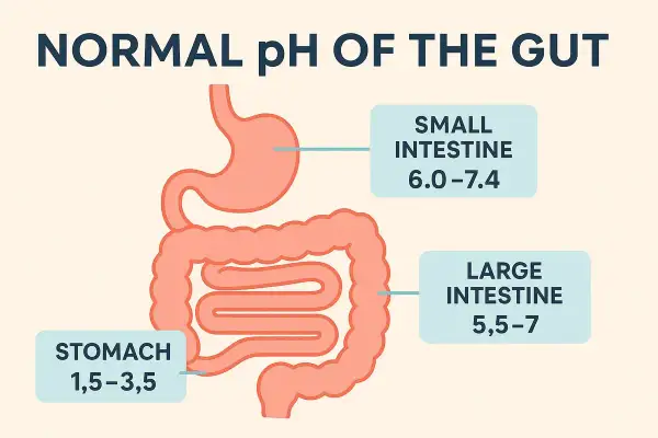 Le pH normal de l'estomac est très acide (1,5-3,5), tandis que l'intestin grêle et le gros intestin ont un pH plus neutre.