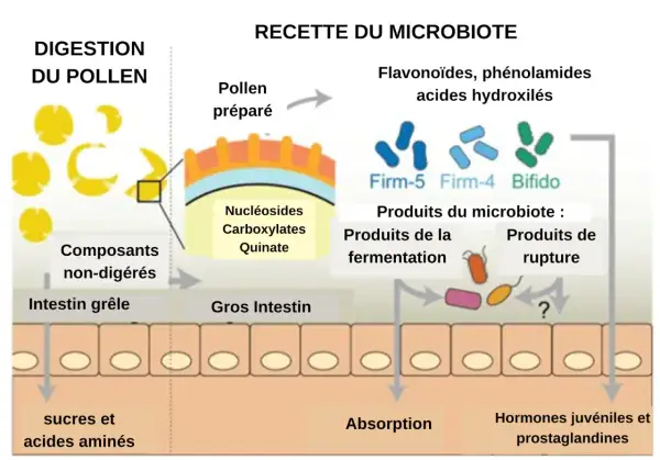 Schéma illustrant la digestion du pollen et la transformation par le microbiote intestinal. Le pollen préparé libère des nucléosides, carboxylates et quinate. Le microbiote, composé de bactéries comme Firm-5, Firm-4 et Bifido, produit des composés issu...